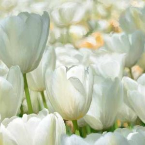 2LC6218 - Luca Villa - Field of White Tulips