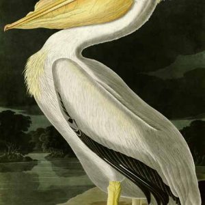 3AA2231 - John James Audubon - American White Pelican