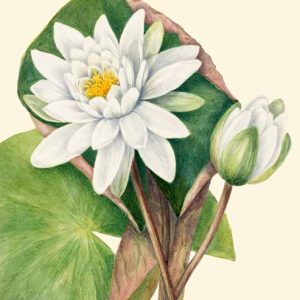 3AA5662 - Mary Vaux Walcott - American Waterlily, 1920