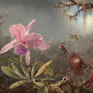 3MH5879 - Martin Johnson Heade - Cattleya orchid and three hummingbirds